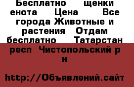 Бесплатно !!! щенки енота!! › Цена ­ 1 - Все города Животные и растения » Отдам бесплатно   . Татарстан респ.,Чистопольский р-н
